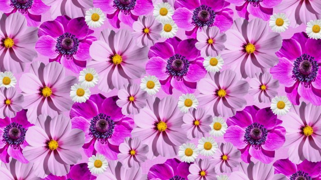 Floral Background Magenta