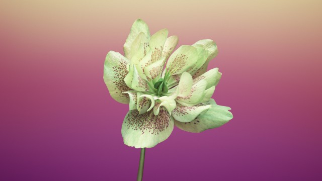 Floral Gradient background