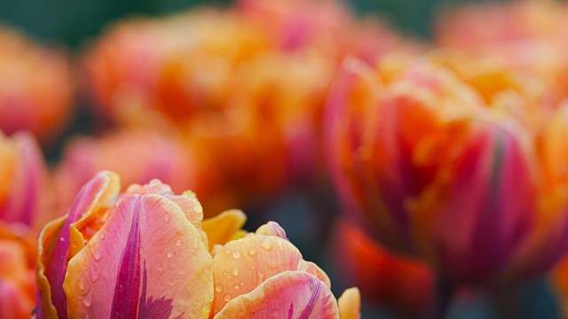 Garden tulip Tulip flowers
