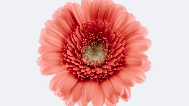 Gerbera Daisy Bloom