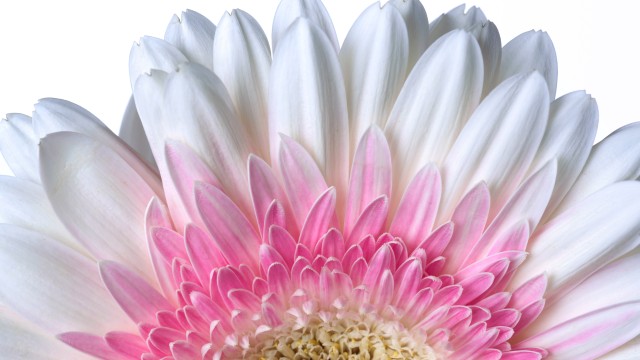 Gerbera Daisy Daisy flower