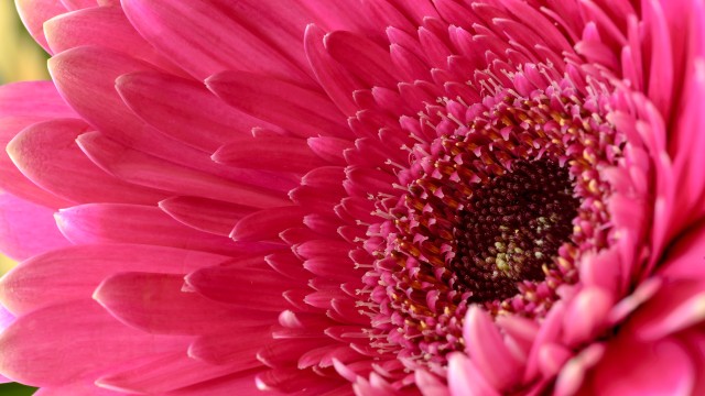 Gerbera Daisy Pink Daisy