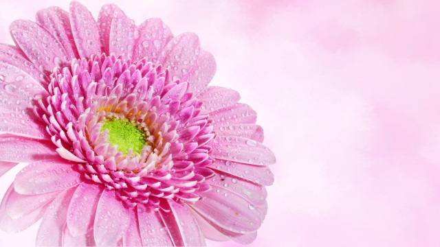 Gerbera Daisy Pink flower
