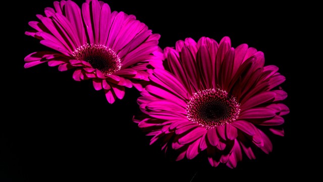 Gerbera Daisy Purple Flowers