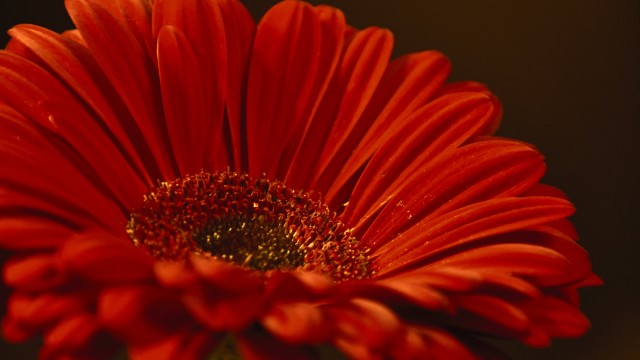 Gerbera Daisy Red flower