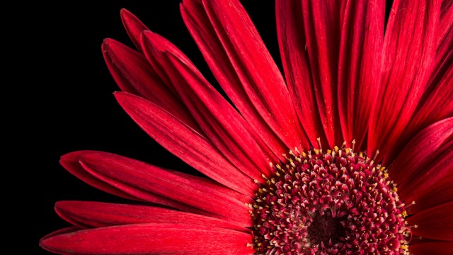 Gerbera Daisy Red flowers