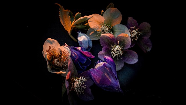Hellebore flowers Dark aesthetic