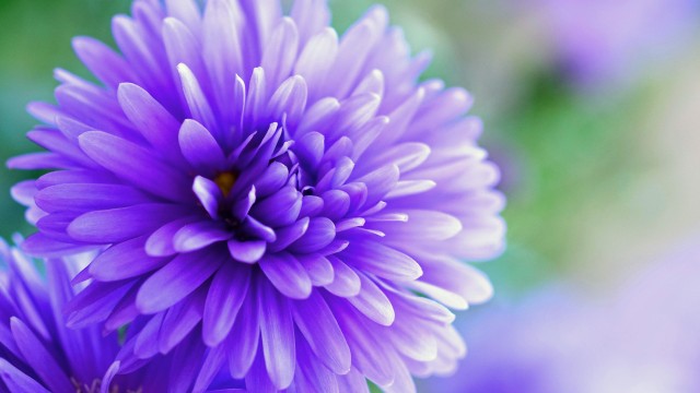 Herbstaster flower Violet flowers