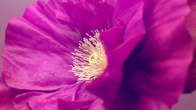 Hibiscus flowers Pink flower