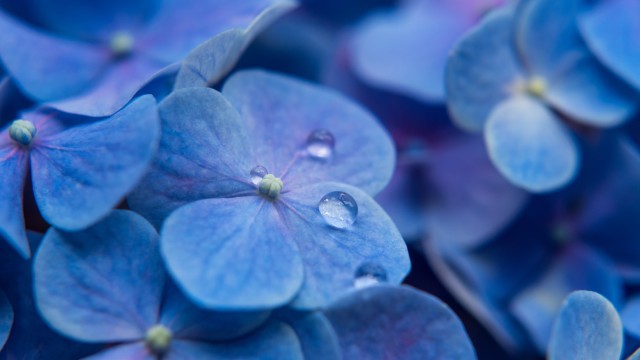 Hydrangea Flowers Blue flowers