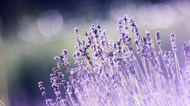 Lavender flowers Bokeh