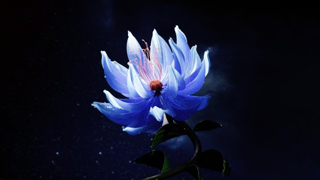 Lotus flower Blue aesthetic