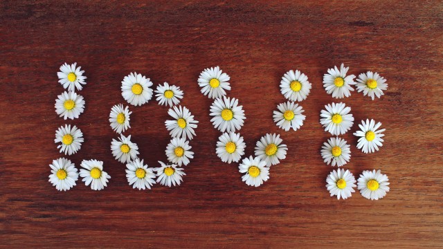 Love word Daisy flowers