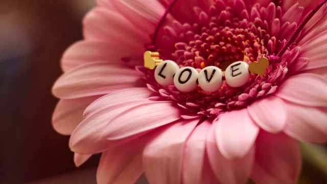 Love word Gerbera flower