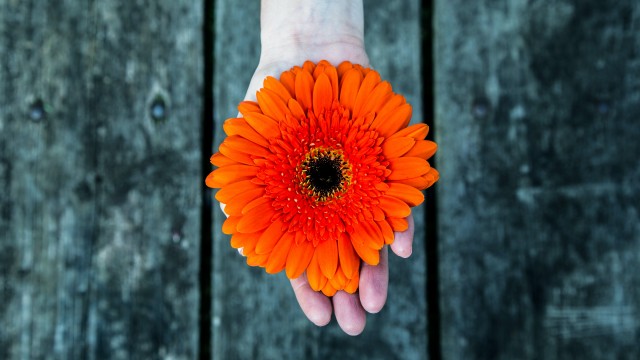 Orange flower Gerbera Daisy