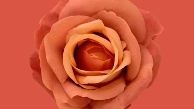 Orange Rose Blossom
