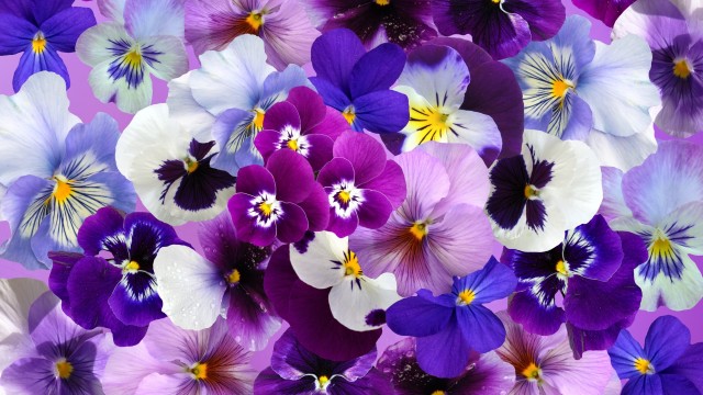 Pansy flowers Colorful flowers