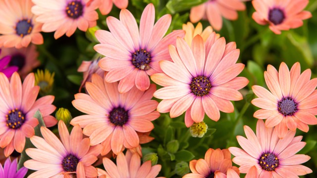 Pink Daisies Floral Background