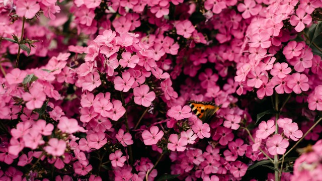 Pink flowers Closeup