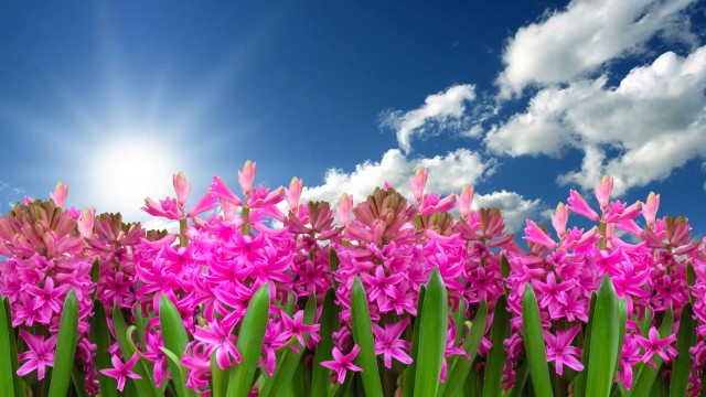 Pink flowers Hyacinth