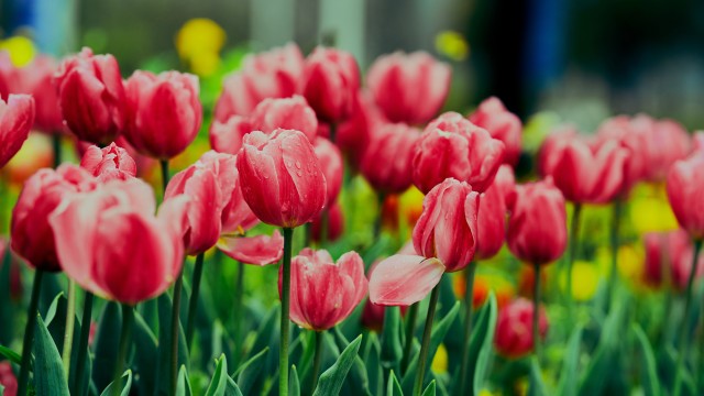 Pink Tulips Flower garden