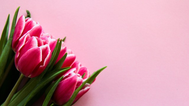 Pink Tulips Pink background