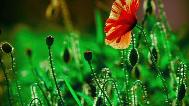 Poppy flower Landscape