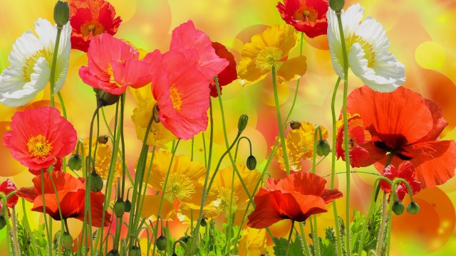 Poppy flowers Colorful