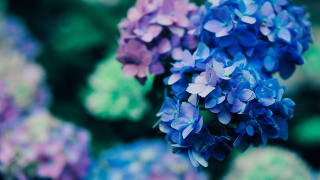 Purple Flowers Blossom