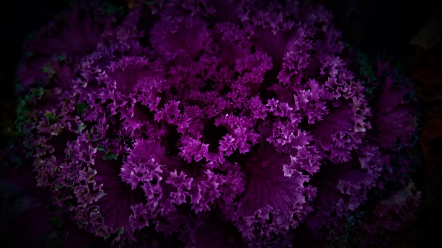 Purple Plant Dark background