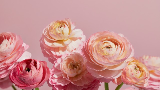 Ranunculus flowers Pink aesthetic