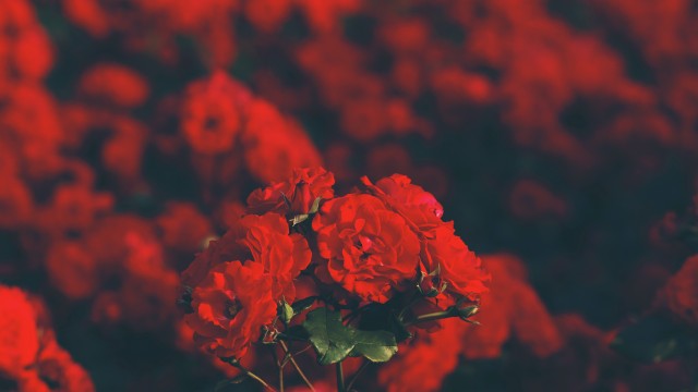 Red flowers Floral