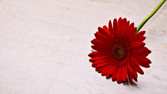 Red Gerbera Daisy Daisy flower