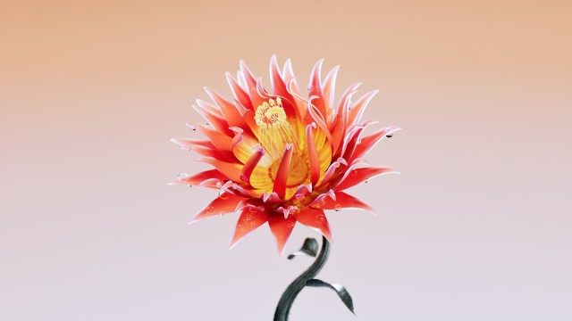 Red King Protea Flower