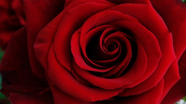 Red Rose Closeup