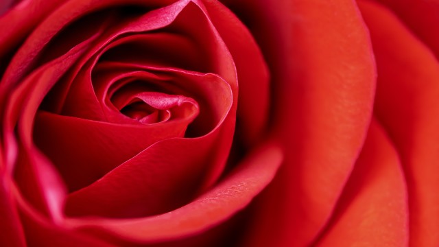 Red Rose Macro