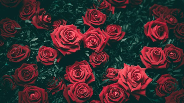 Red Roses Floral Background