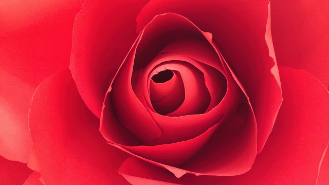 Rose flower Closeup Photography