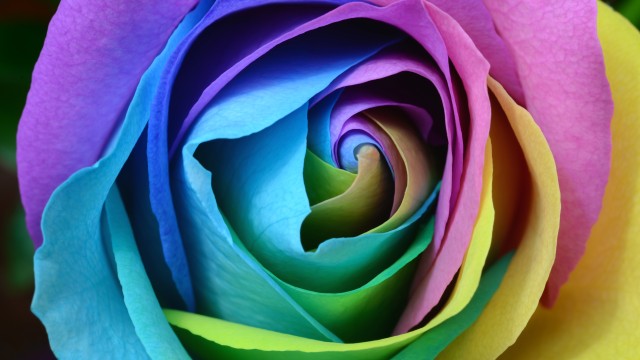 Rose flower Colorful