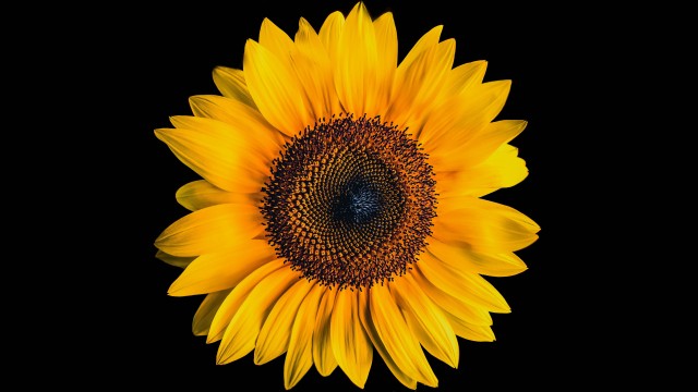 Sunflower AMOLED
