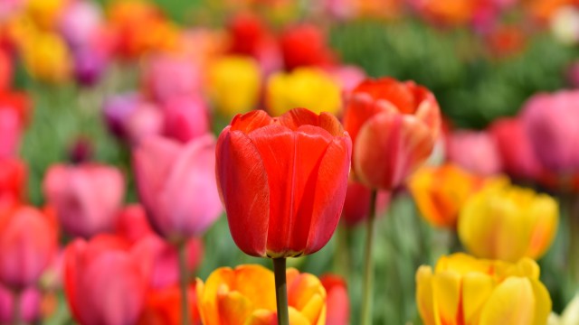 Tulip Field Multicolor