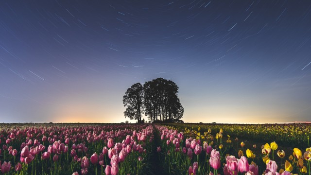 Tulip Field Star Trails