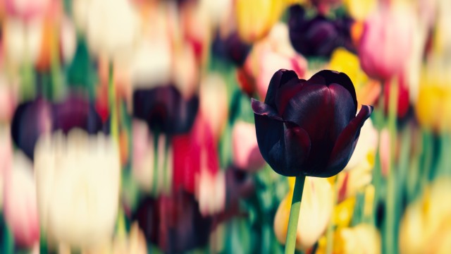 Tulip flowers Purple