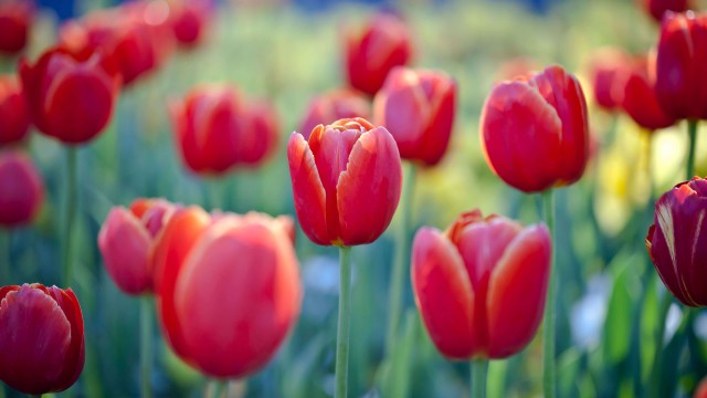 Tulip flowers Red Tulips