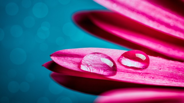 Water droplets Gerbera flower
