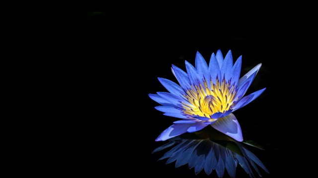 Water Lily Blue flower