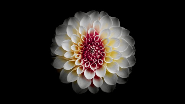 White Dahlia Black background