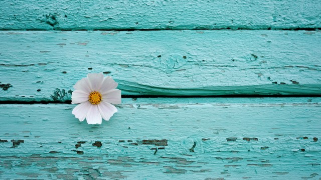 White flower Wooden background