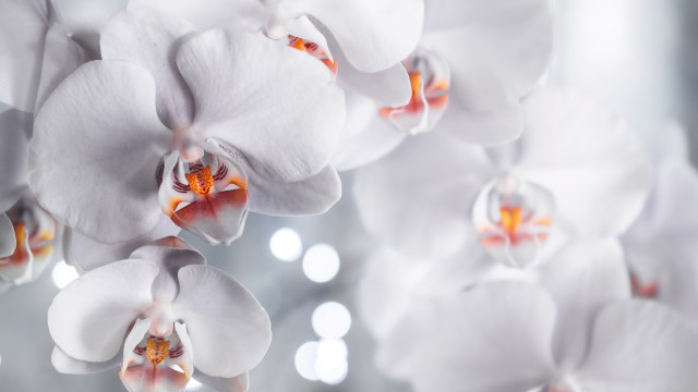 White Orchids White aesthetic