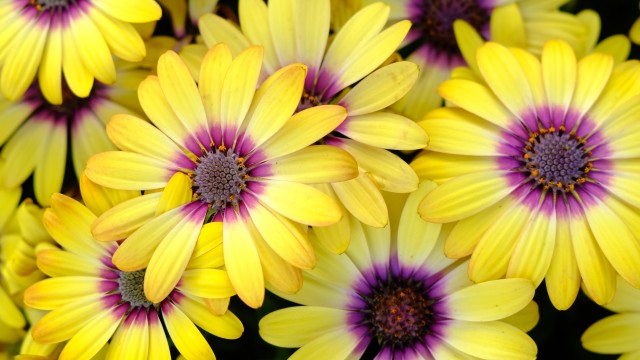 Yellow Daisies Blossom